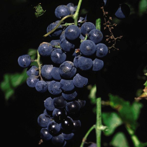 Beta Grape Plant