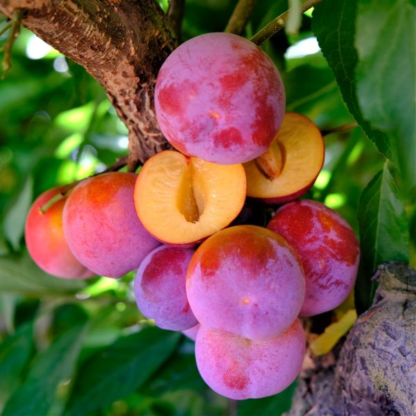 Toka Plum Tree