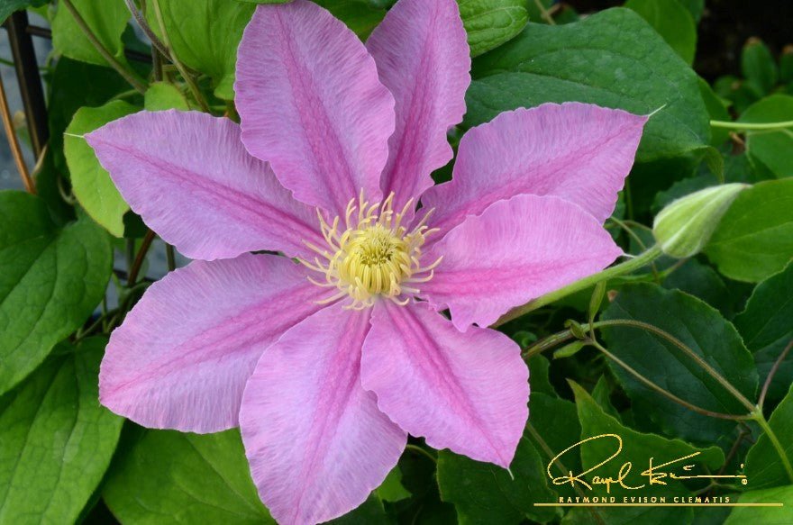 Abilene™ Clematis | Buy at NatureHills.com