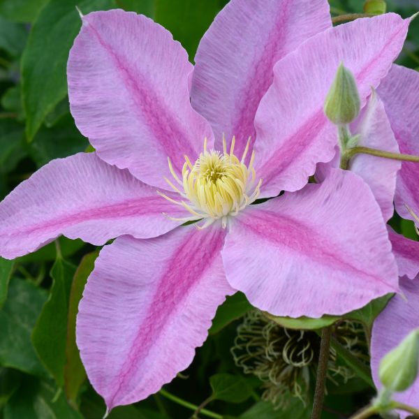 Abilene Clematis Bloom