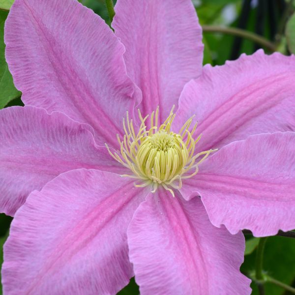 Abilene Clematis Bloom Up Close