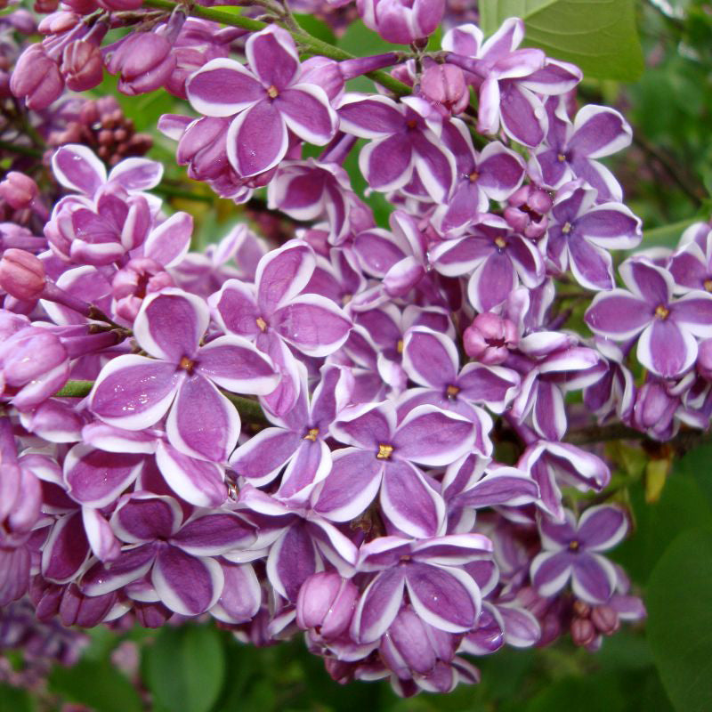 Sensation Lilac