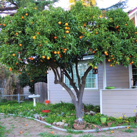 Washington Navel Orange Tree