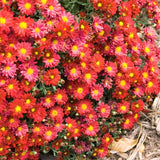 Mammoth&trade; Red Daisy Garden Mum