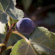 Chicago Hardy Fig Tree