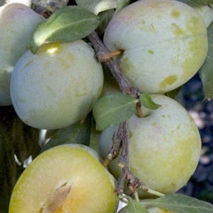 Emerald Beaut Plum Tree