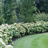 Incrediball&reg; Hydrangea