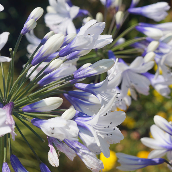 Indigo Frost&trade; Agapanthus