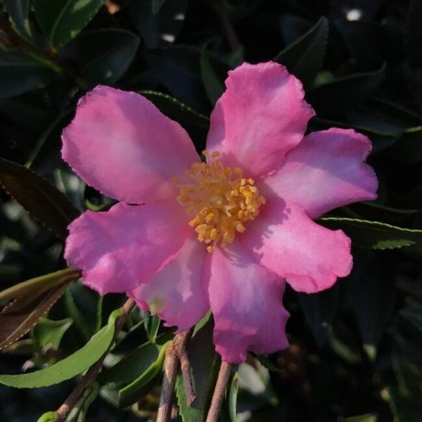 Slim 'N Trim Camellia