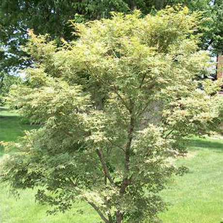 Beni Schichihenge Japanese Maple Tree