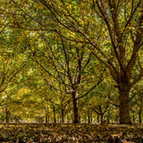 Hardy Pecan Tree