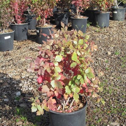 Fragrant Sumac