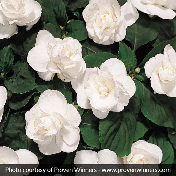 Rockapulco&reg; White Double Impatiens