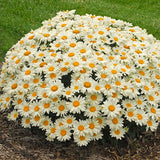 Whoops-A-Daisy Shasta Daisy