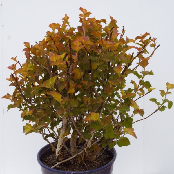 First Editions&reg; Amber Jubilee&trade; Ninebark TREE FORM