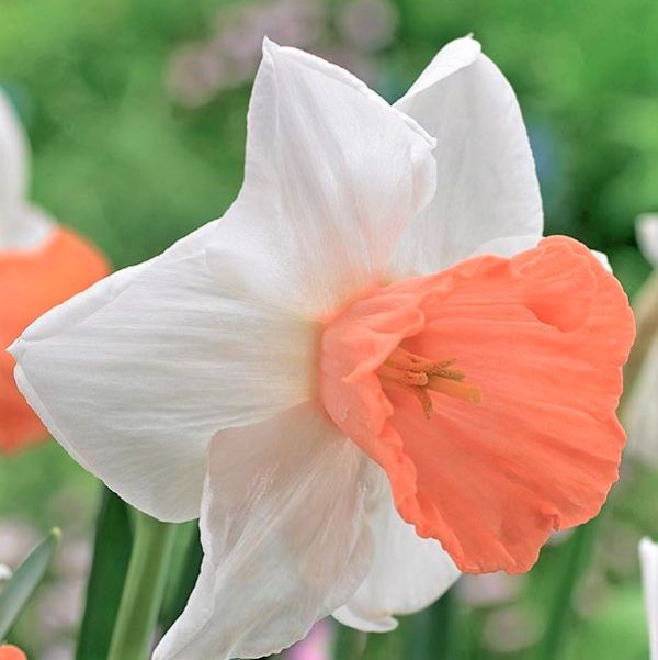 Chromacolor Daffodil