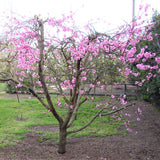 Double Delight Nectarine Tree