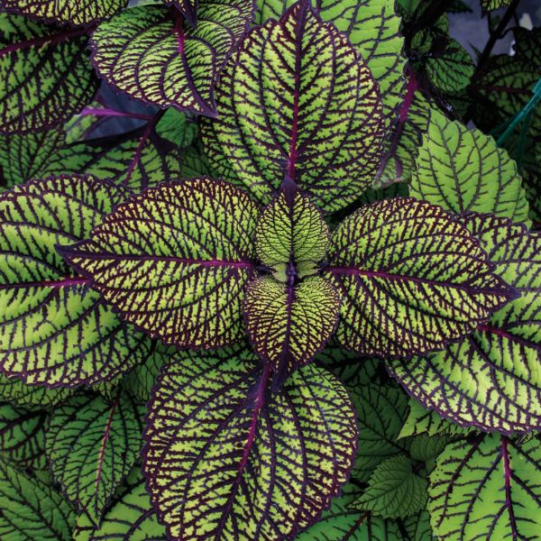 Fishnet Stocking Coleus