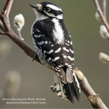 Audubon® American Linden