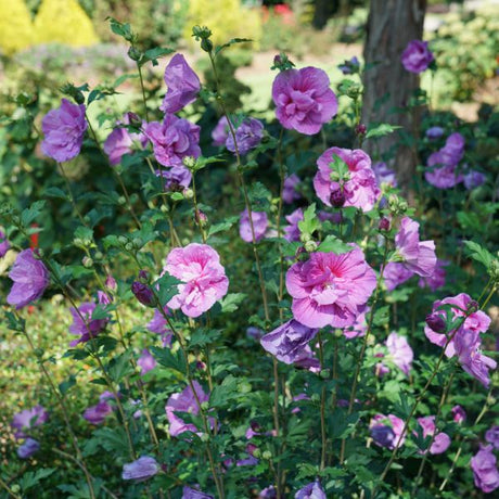 Proven Winners® Dark Lavender Chiffon® Rose of Sharon