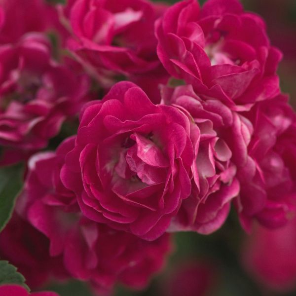 Easy Elegance&reg; Little Mischief Rose