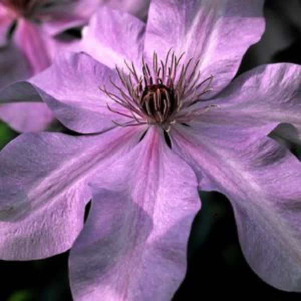 Clematis Moonfleet