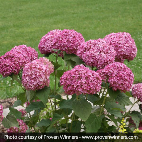 Proven Winner&reg; Color Choice&reg; Invincibelle Mini Mauvette&reg; Hydrangea