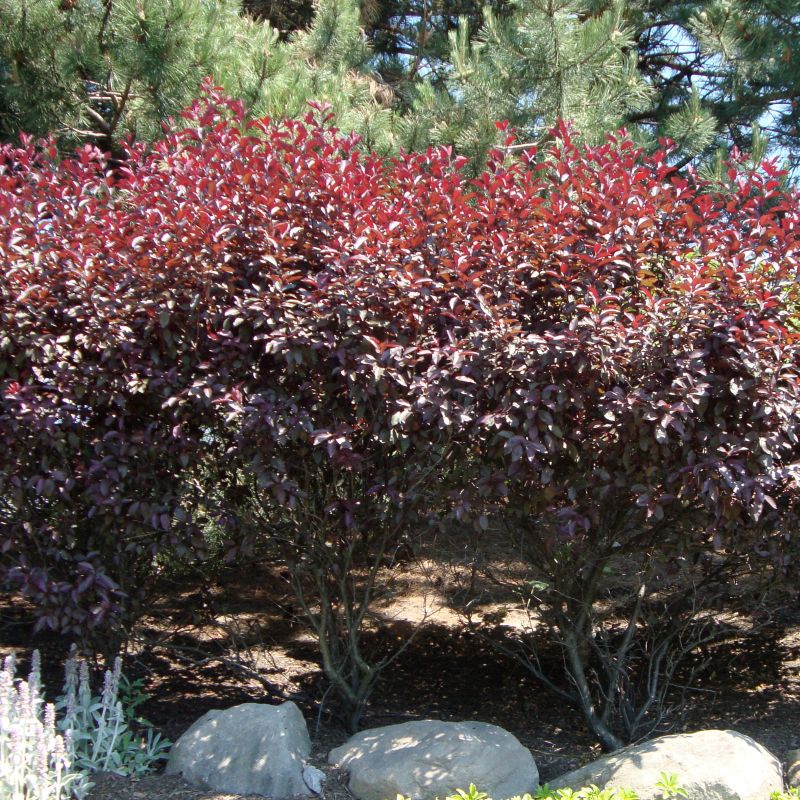 Purpleleaf Sand Cherry