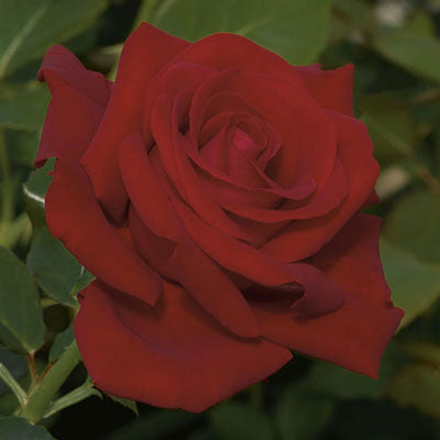 Drop Dead Red&trade; Rose Tree