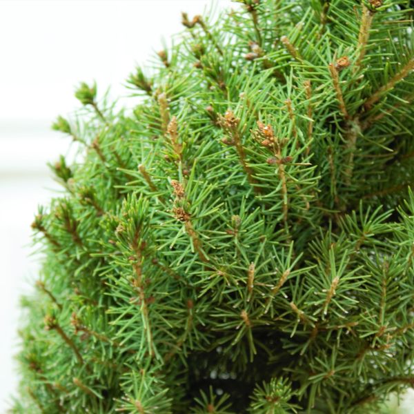 Dwarf Alberta Spruce Spiral Topiary