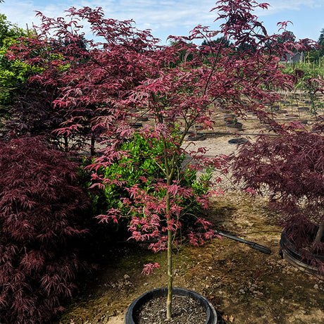 Shirazz Japanese Maple Tree