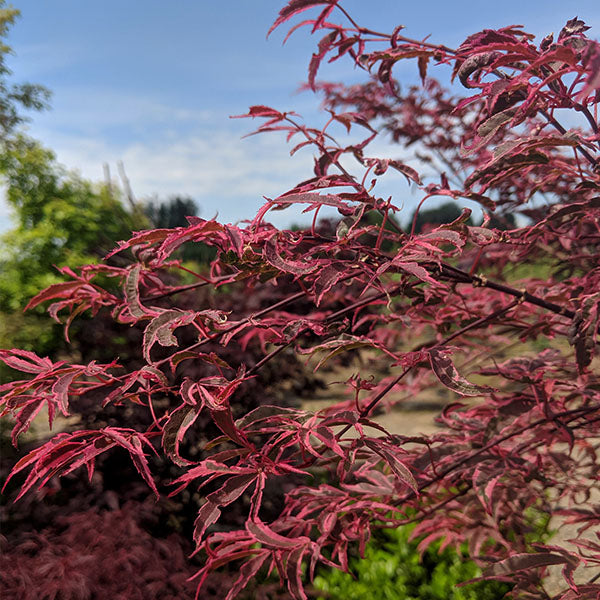 Shirazz Japanese Maple Tree