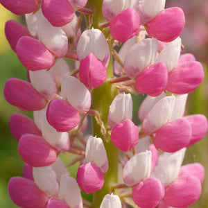 Proven Winners® Staircase™ Rose White Lupine