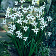 Acidanthera Gladiolus - Nature Hills Nursery - 25 Pack Bulbs - 