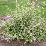 Proven Winners&reg; ColorChoice&reg; Summer Skies Butterfly Bush