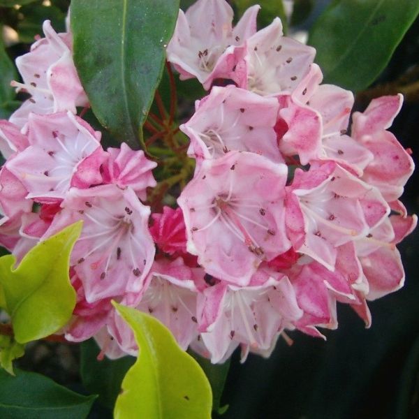 Olympic Fire Mountain Laurel