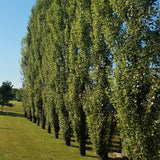 Theves Poplar