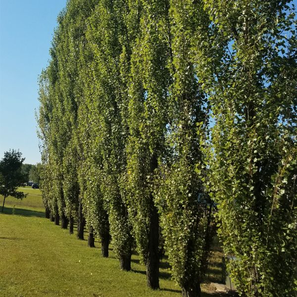 Theves Poplar