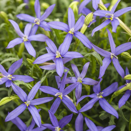 Beth's Blue Star Flower