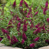 Chrysalis&trade; Cranberry Butterfly Bush