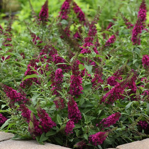 Chrysalis&trade; Cranberry Butterfly Bush