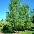 Siouxland Cottonwood