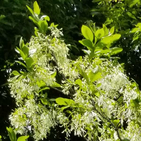 Grancy Greybeard Tree