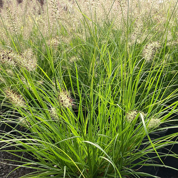 Lumen Gold&trade; Fountain Grass