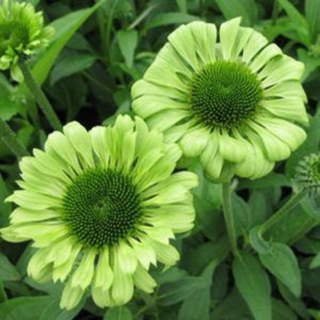 Green Jewel Coneflower