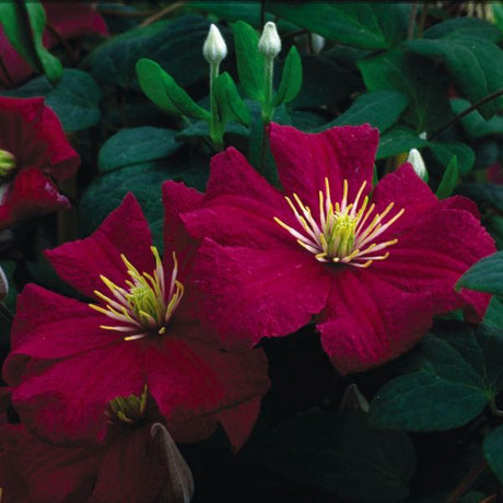 Barbara Harrington Clematis