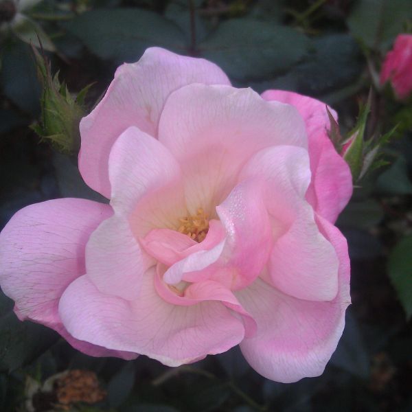 Pinktopia Shrub Rose | Buy at NatureHills.com