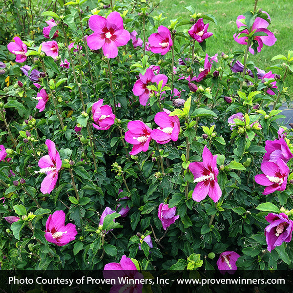 Proven Winners&reg; ColorChoice&reg; Lil' Kim&reg; Violet Rose of Sharon