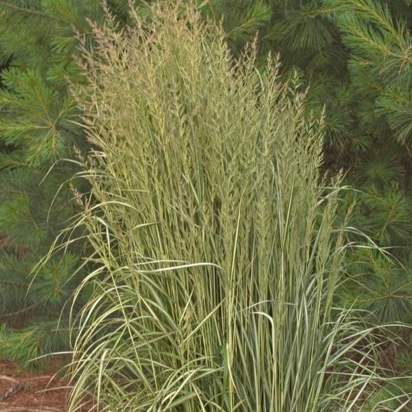 Avalanche Feather Reed Grass