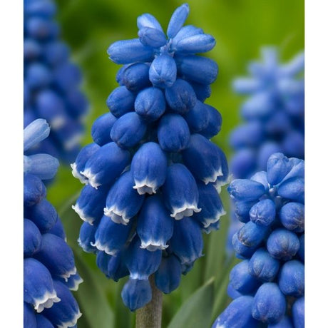 Dark Eyes Muscari